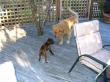 pic of pups